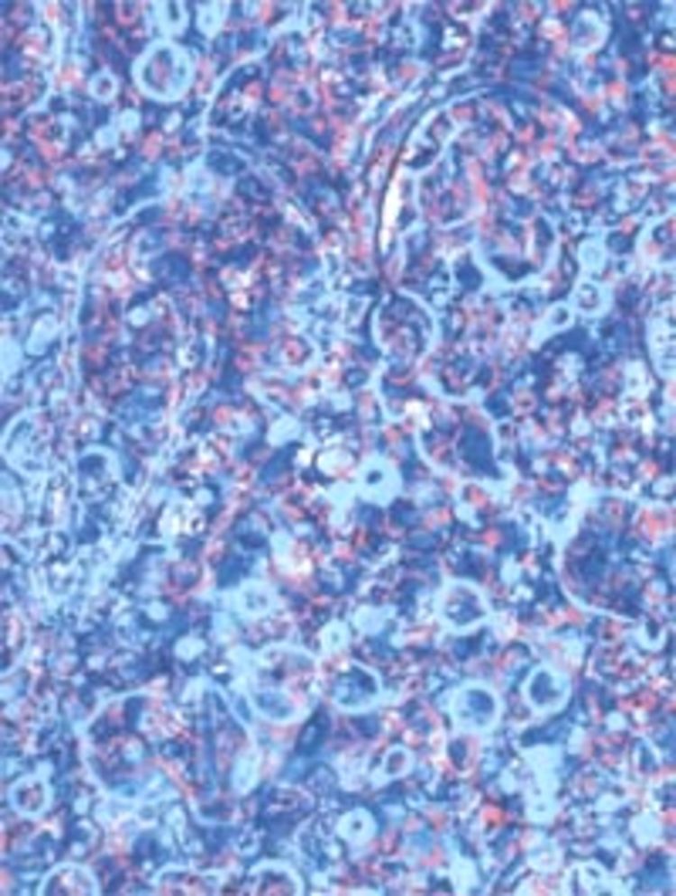 739 0 6884411085476672