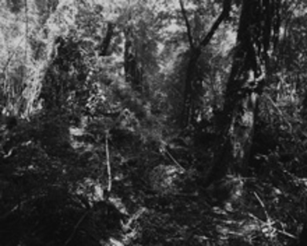 Waldinterieurs cerro castil