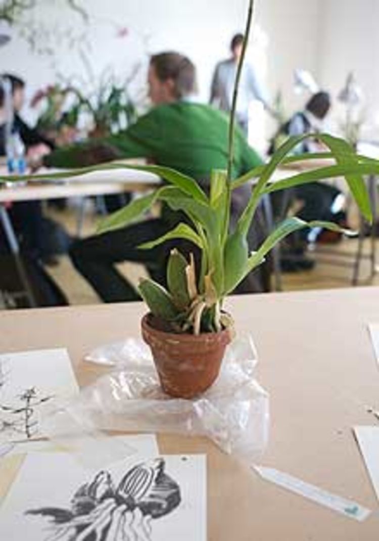 Zeichenseminar orchideen 42