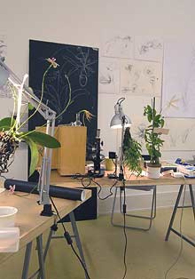 Zeichenseminar orchideen 11