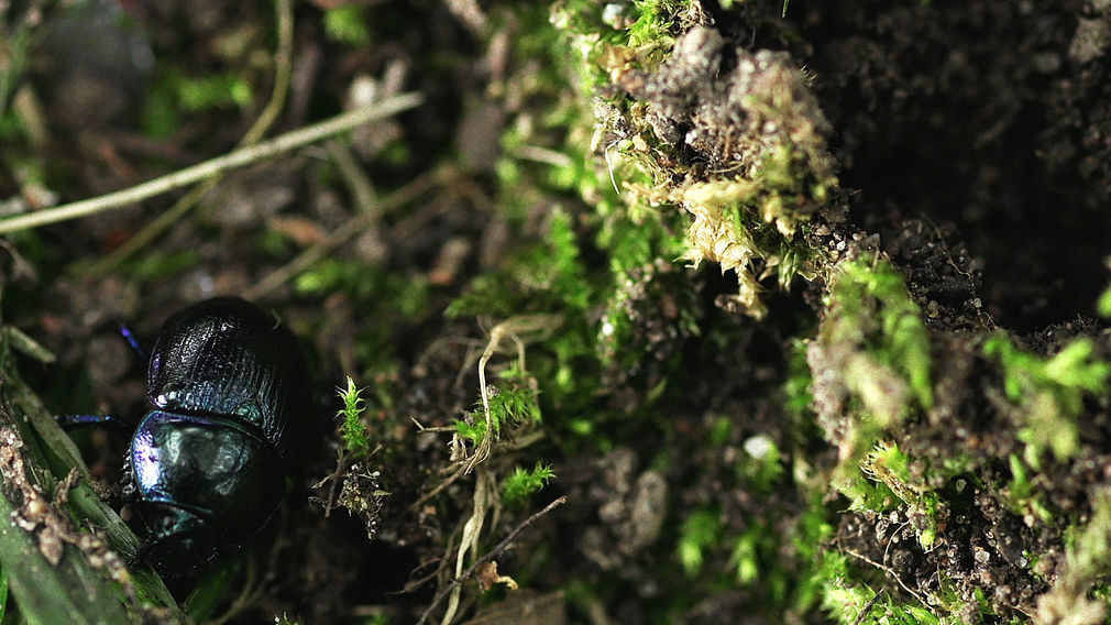 Der reflektierende kaefer